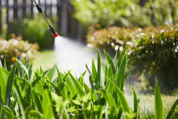 24/7 Emergency Termite Control experts in Frisco, TX